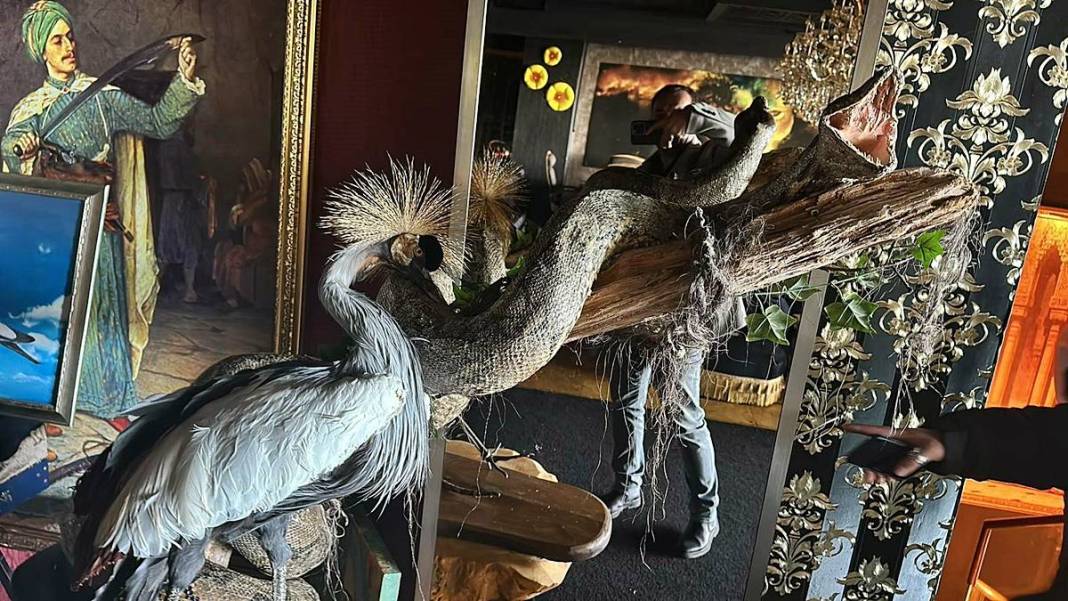 Eve baskın yapan polis Nil timsahı ve anakonda yılanla karşılaştı! Hayrete düşüren anlar 10